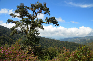 Obraz premium Ein Markanter Tropischer Baum in den Bergen Mittelamerikas und der Blick reicht weit in die entlegenen Berge.