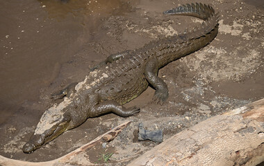 Ein ausgewachsenes Amerikanisches Krokodil liegt am Strand des Tarcoles Fluss in Costa Rica und sonnt sich.