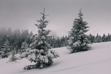 Dramatic winter landscape. View of a snow-covered  and frozen trees in mountains. Nature concept background.