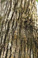 Dry tree bark texture and background. Nature concept 