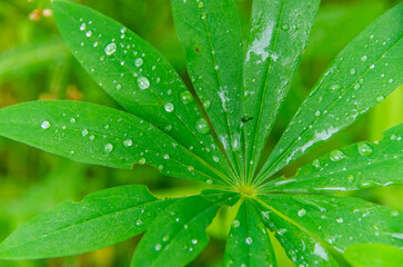 Plakat Green Leaf with water drops