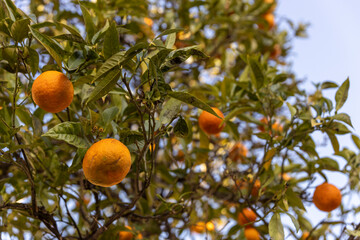 Crown of an orange tree with fruits against a blue sky.