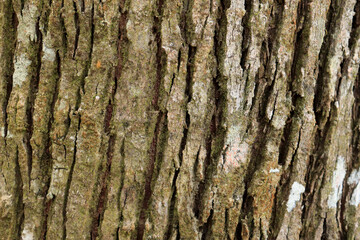Dry tree bark texture and background. Nature concept 