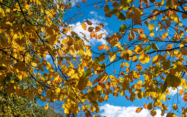 Autumn yellow leaves against the blue sky on a sunny day.