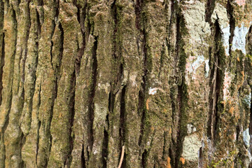 Dry tree bark texture and background. Nature concept 