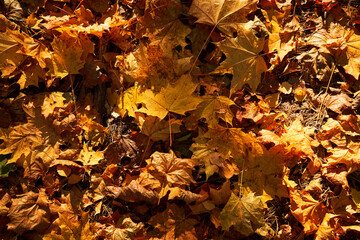 Carpet of autumn leaves underfoot. Concept of golden fall.