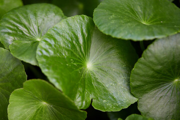 Close-up view of water pennywort leaf at vegetable garden