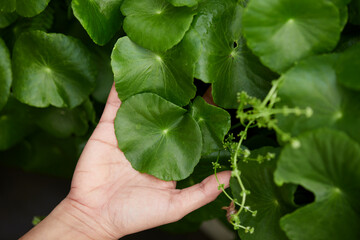 Cropped hand touching water pennywort leaf 