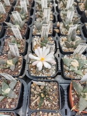 cactus en flor
