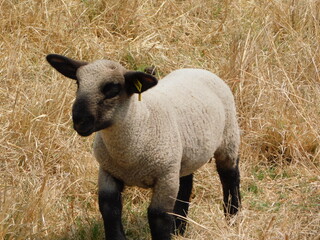 An isolated Cute Hampshire Down Lamb sheep,  walking in a dull brown and golden high grass field on a hot sunny day in Gauteng, South Africa  