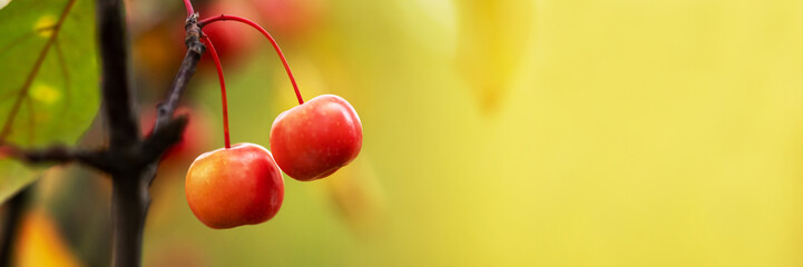 Berry Siberian apple tree with red mini fruits on a branch. Malus baccata in the autumn park. Banner	