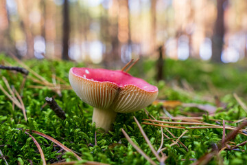 Fototapety na wymiar - Fototapeta24.pl