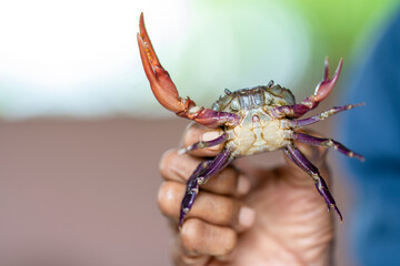 Close-up Hand holding Raw fresh field crab photo in blure background.