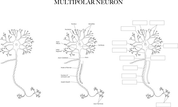 Neuron (Nerve Cell) anatomy black and white line art illustration. Labeled and unlabeled images for coloring and learning neuron structure.