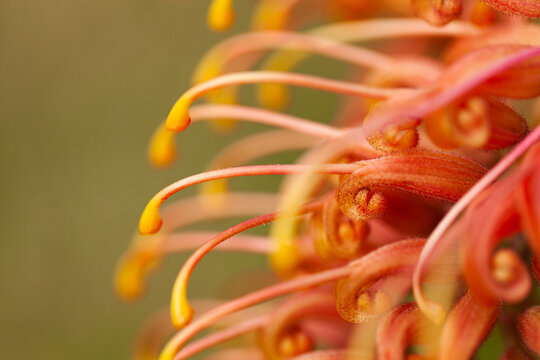 Macro close up view of orange grevillea flower