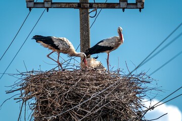 Couple of storks standing on a nest on a powerline pore and feeding their kids