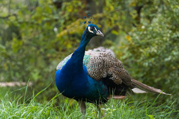 Obraz premium peacock in the garden