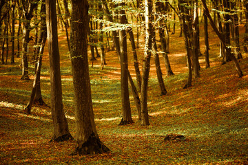 Obraz premium beautiful multicolor fall forest background with trees roots covered by fallen leafs and green moss