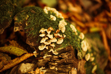 beautiful multicolor fall forest background with trees roots covered by  fallen leafs and green moss