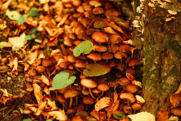 poisoned mushrooms growing in fall forest near at the roots of trees  