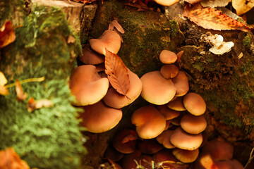 poisoned mushrooms growing in fall forest near at the roots of trees  