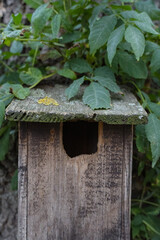 bird house in the woods