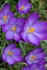 Nahaufnahme von wunderschönen lila Krokussen als Vorboten des Frühlings