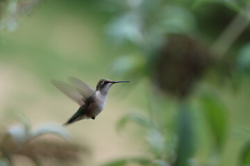 A ruby throated hummingbird hovering near a butterfly bush