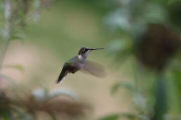 A ruby throated hummingbird in flight