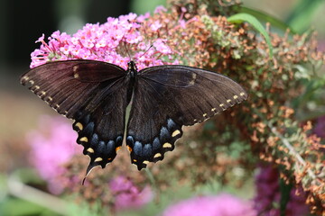 A dark eastern tiger swallowtail female on a butterfly bush