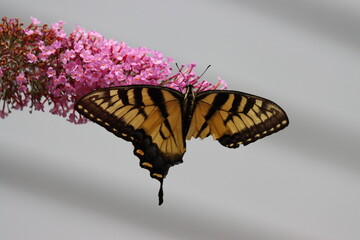 An eastern tiger swallowtail with a damaged wing
