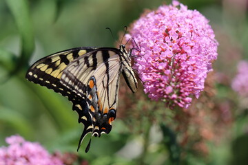 Beautiful eastern tiger swallowtail on lush pink buddleia flowers