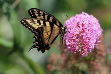 Stunning tiger swallowtail butterfly on a pink butterfly bush