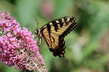 Closeup of an eastern tiger swallowtail on a butterfly bush