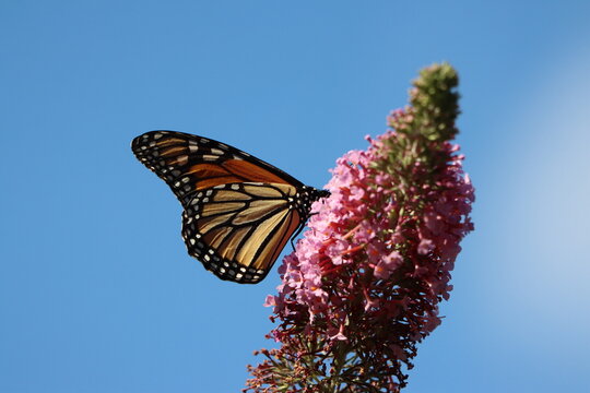A Monarch Butterfly On Pink Buddleia Flowers Against The Blue Sky