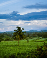 Fototapeta na wymiar Areal shot of beautiful paddy field with coconut tree ,India