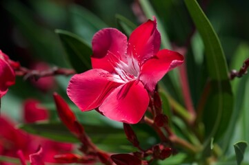 Closeup of a pink oleander flowers in the sun