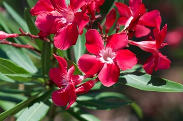 Closeup of the pink oleander flowers in the sun
