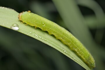 green Tenthredinidae larva with dew