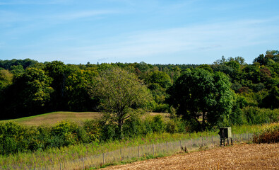 Fototapeta na wymiar Forest landscape with hunters seat near Moresnet, Belgium 