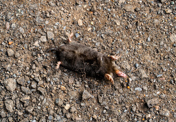 Body of a dead mole (Talpa europaea)
