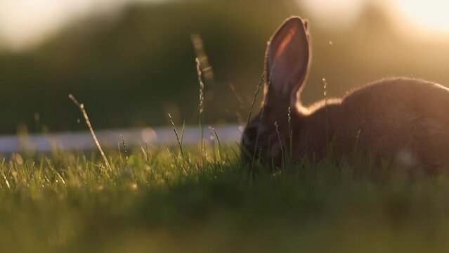 Rabbits on a meadow, creamy bokeh, sunset or sunrise, year of the rabbit