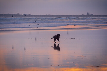 A dog running on a beach with a moody sunset reflecting on the wet sand