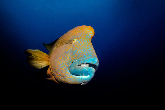 Napoleon-Lippfisch