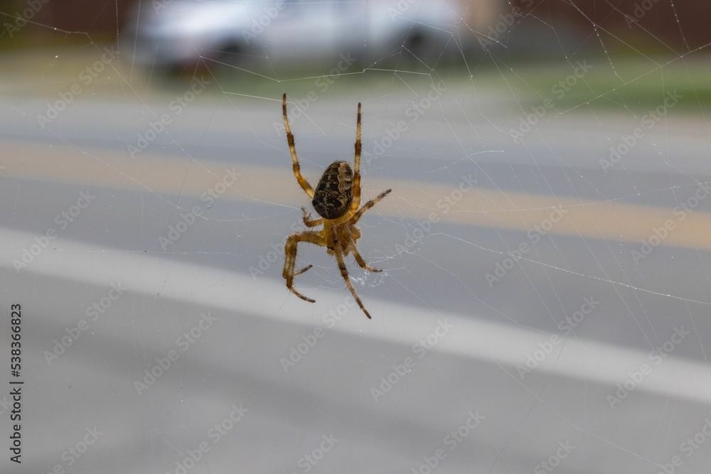 Sticker closeup shot of an orb weaver spider