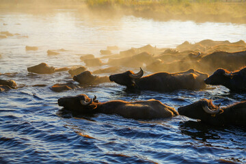 a herd of buffaloes swimming through the water, a dusty orange air