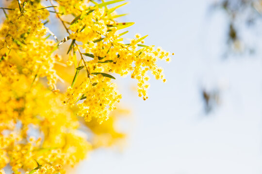 wattle
