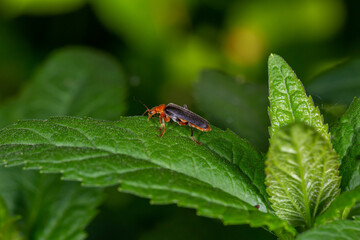 A soldier beetle sits on small white flowers macro photography in the summer. A flying bug sits on a flowering plant.
