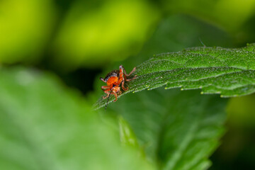A soldier beetle sits on small white flowers macro photography in the summer. A flying bug sits on a flowering plant.