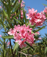 Flowering Oleander plant with pink flowers typical of the Mediterranean areas